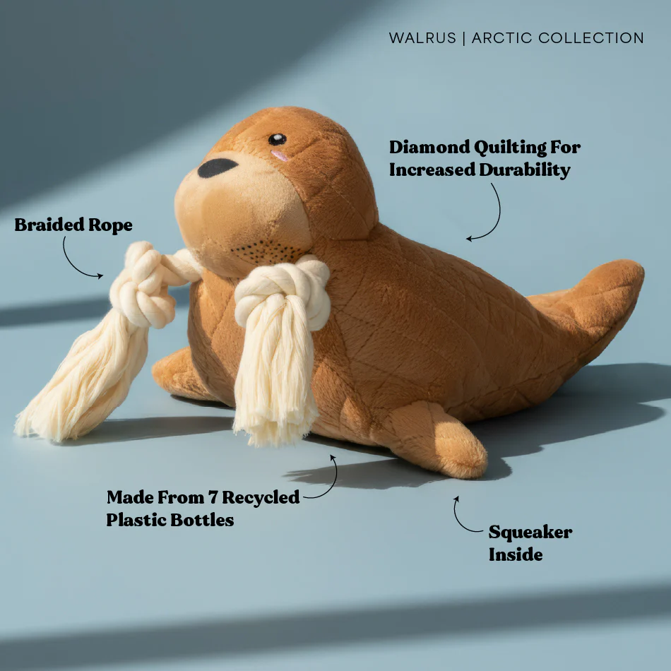 Walter the Walrus - Image 5