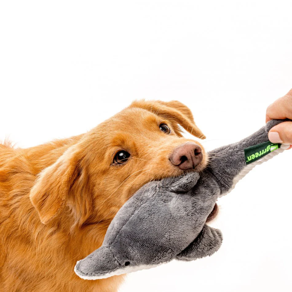 Destiny the Dolphin - Image 4