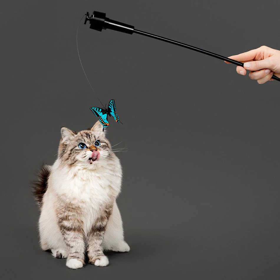 Interchangeable Motorized Teaser - Image 3