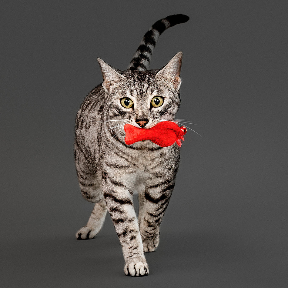 Feather Fish - Image 3