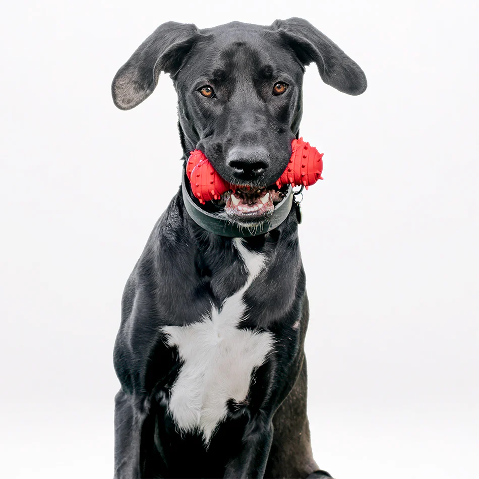 Teething Bone - Image 14