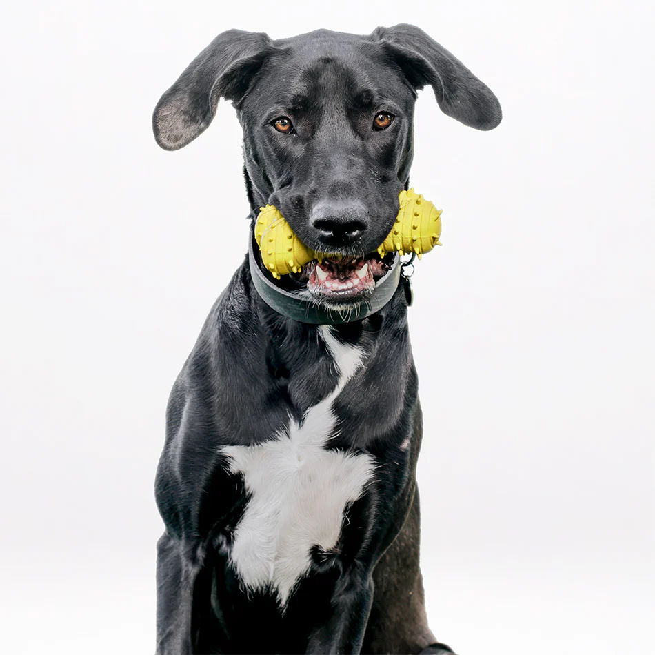 Teething Bone - Image 15