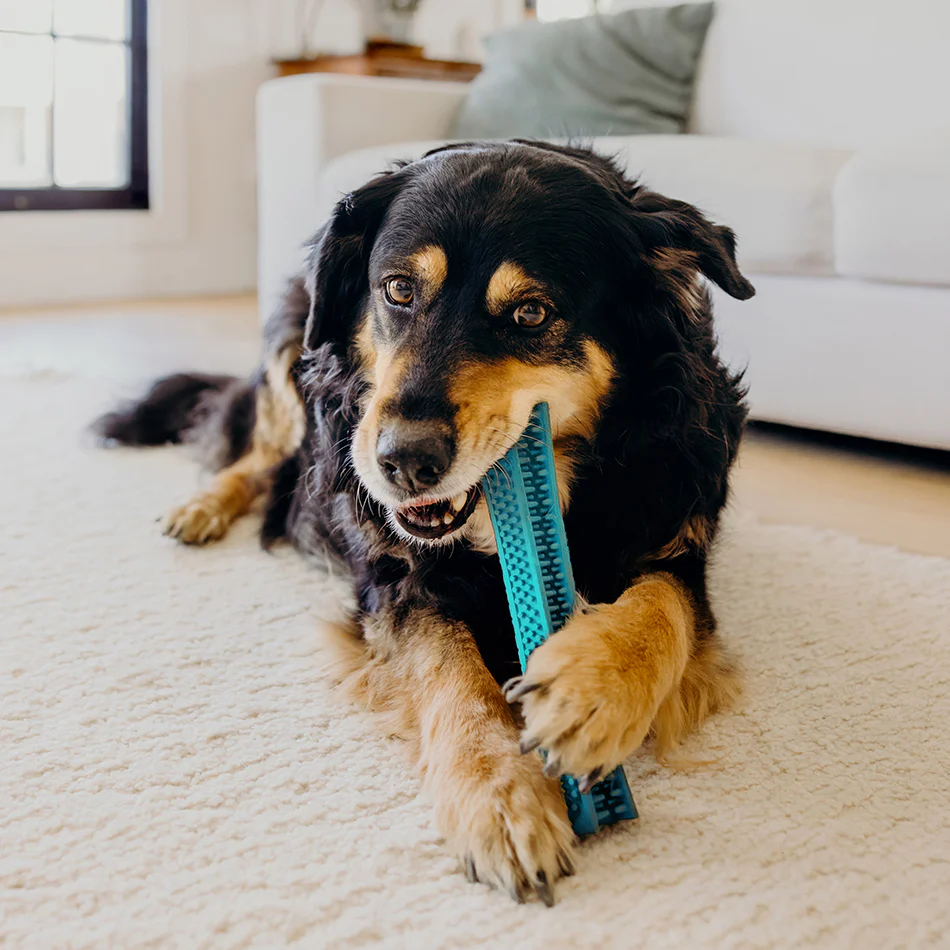 Dental Chew Stick - Image 7