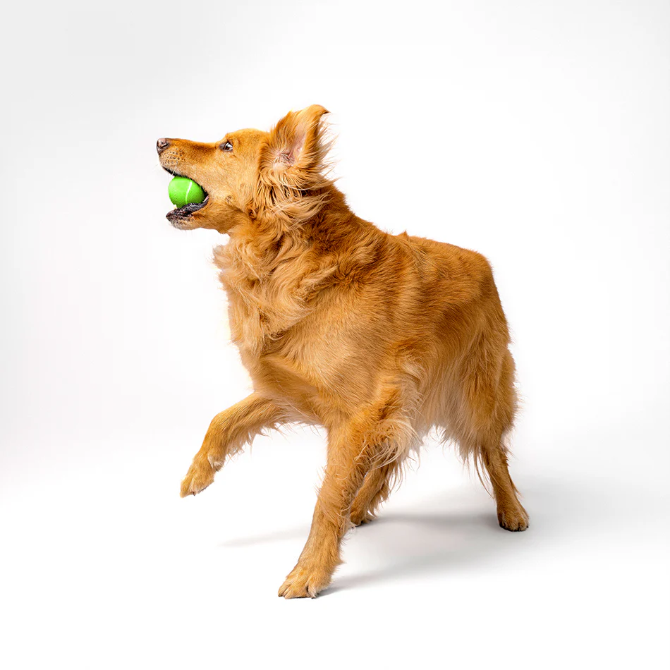 Squeaky Chew Ball - Image 22