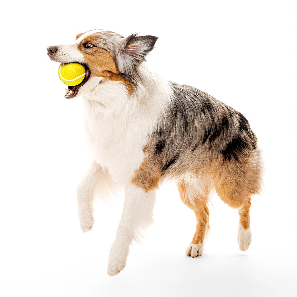 Squeaky Chew Ball - Image 23