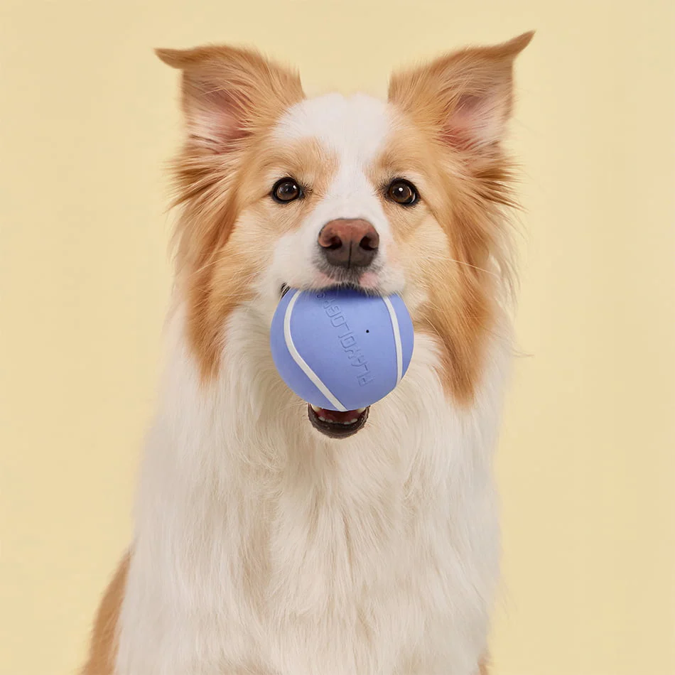 Squeaky Chew Ball - Image 28