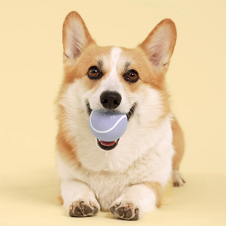 Squeaky Chew Ball - Image 31