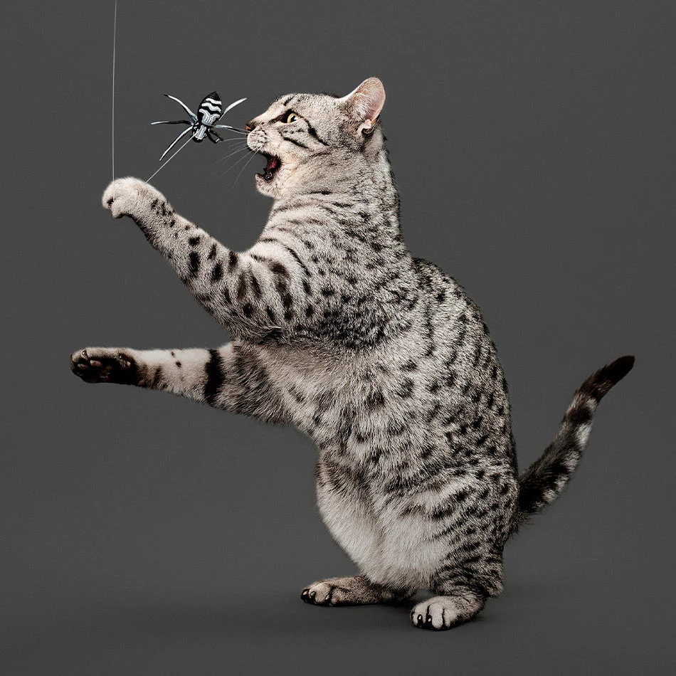 Spider Teaser - Image 3