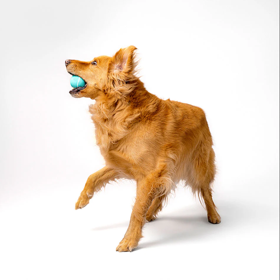 Squeaky Chew Ball - Image 5