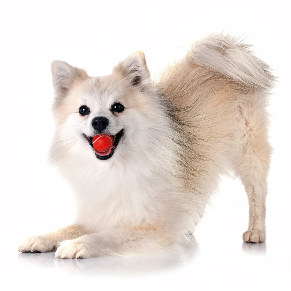 Squeaky Chew Ball - Image 24