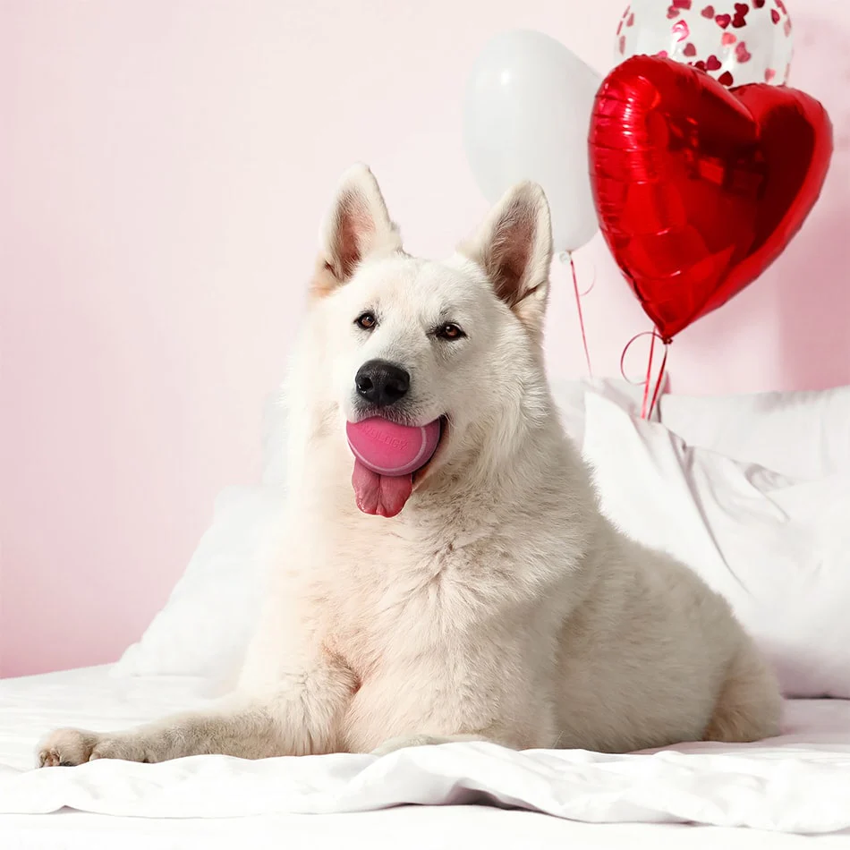 Squeaky Chew Ball | Red Velvet - Image 8