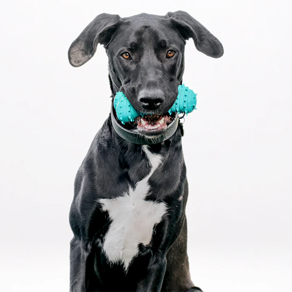 Teething Bone - Image 10